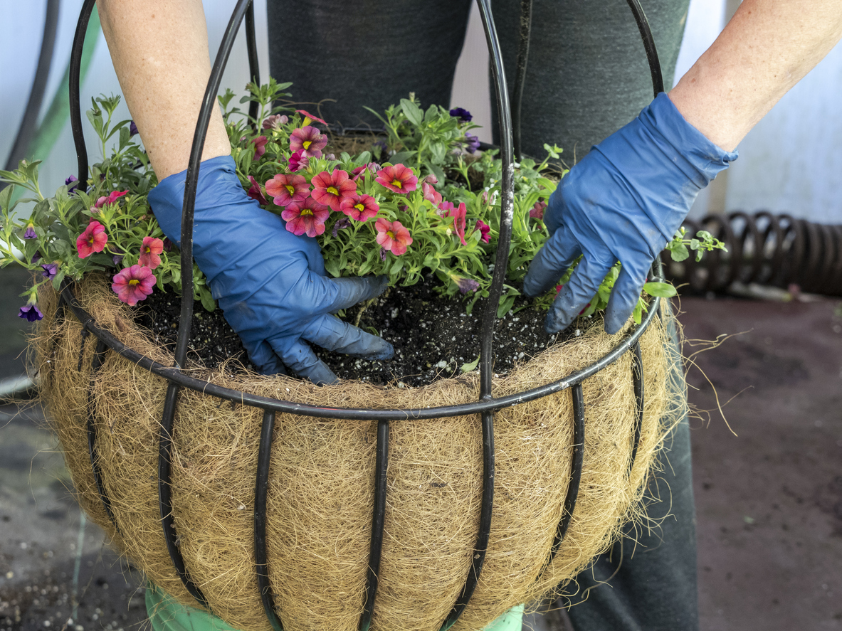 calibrachoa care gloved hands planting flowers in hanging basket