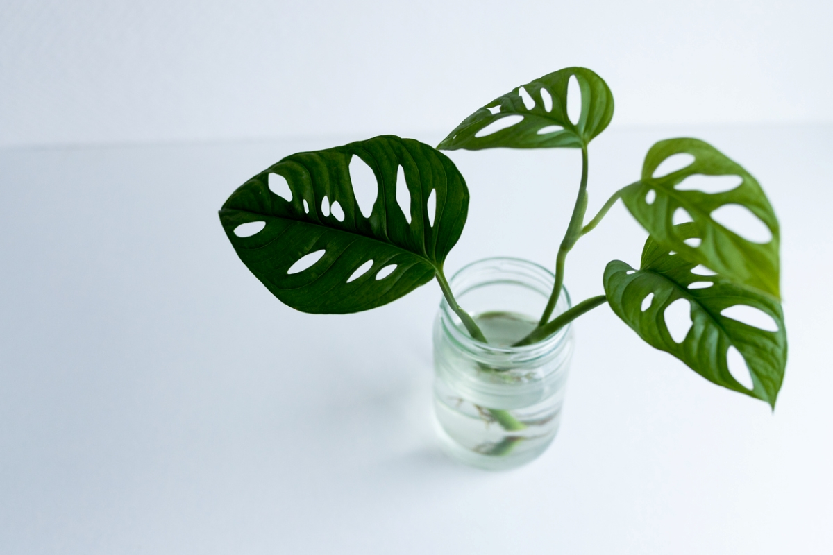 plants that grow in water - swiss cheese vine