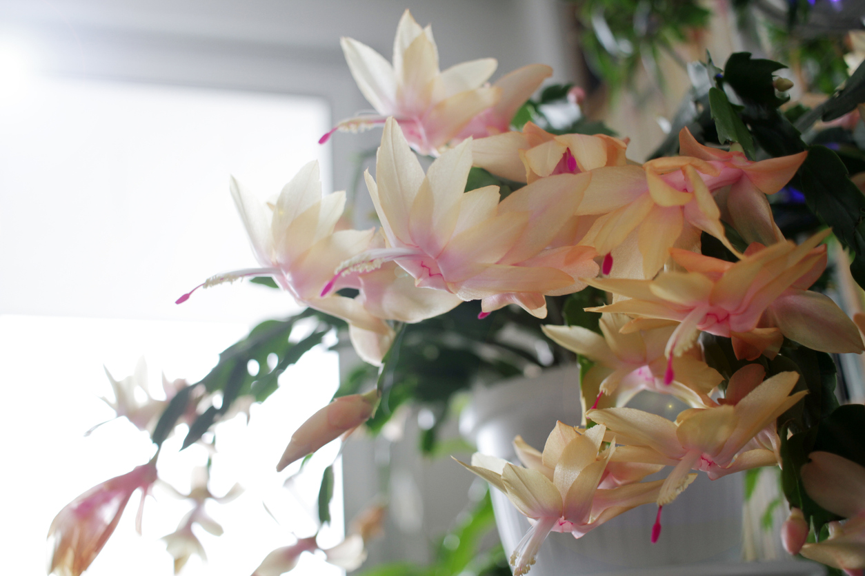 iStock-1191643430 thanksgiving cactus care yellow and pink cactus