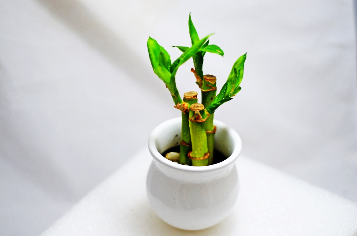 plants that grow in water - bamboo in pot