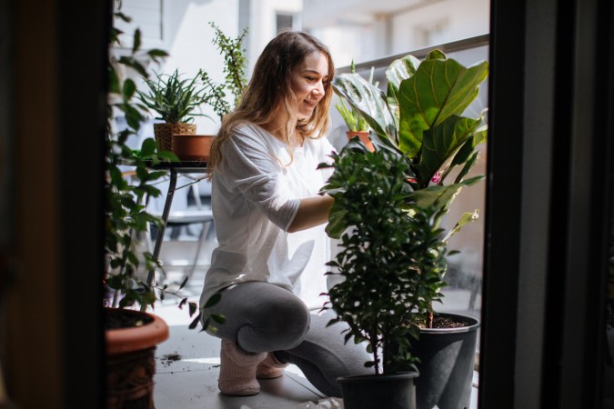 It’s Not Me, It’s You: The 15 Toughest Houseplants to Keep Alive