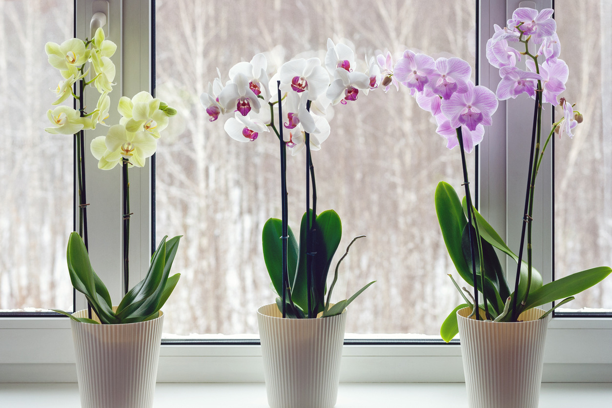 iStock-1305399583 houseplants orchids on windowsill
