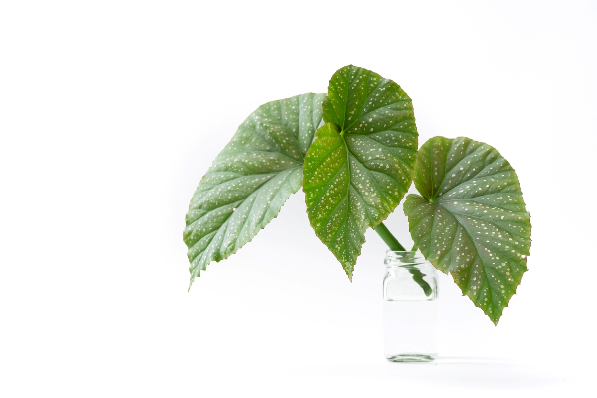 plants that grow in water - begonia water propagation