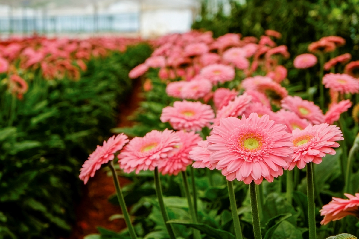gerbera daisy care - pink flowers