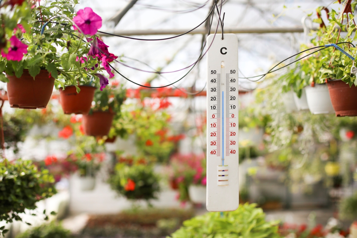 how to heat a greenhouse - thermometer in greenhouse