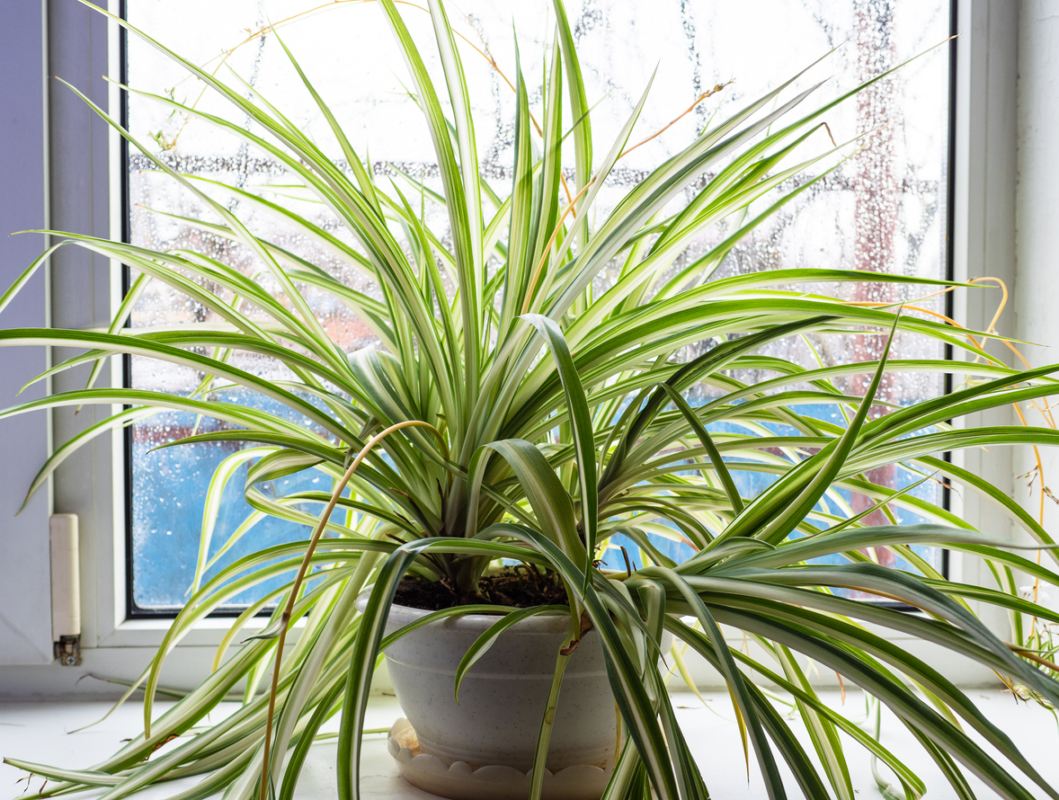 plants that don’t need drain holes spider plant