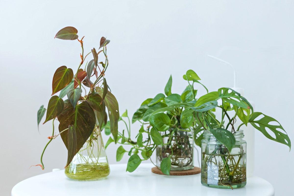 plants that grow in water - plant water propagation