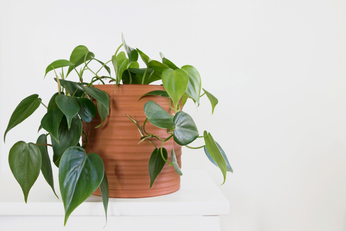 plants that grow in water - heartleaf philodendron
