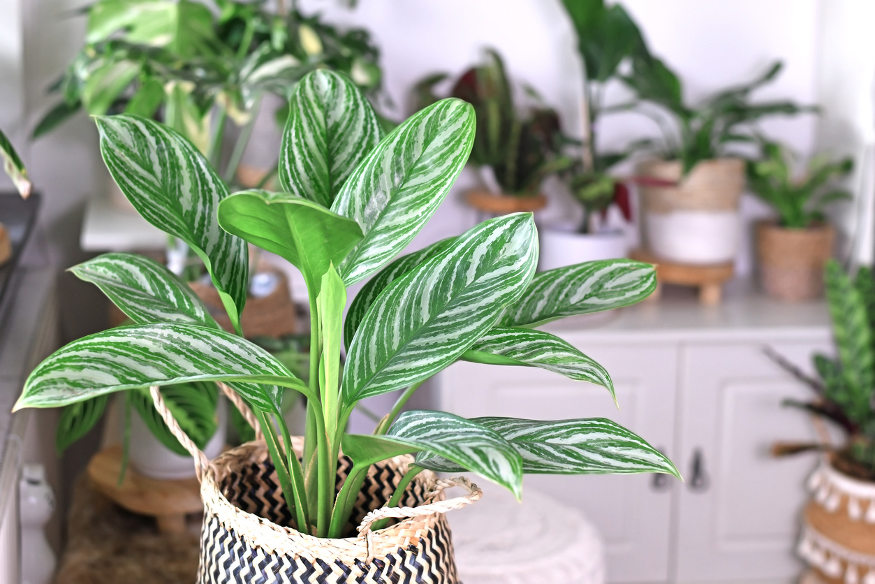 plants that don’t need drain holes chinese evergreen
