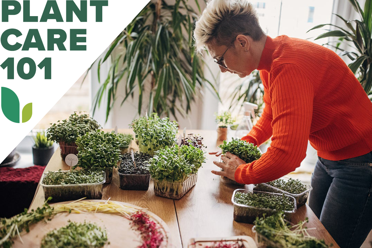 microgreens plant care 101 - how to grow microgreens indoors
