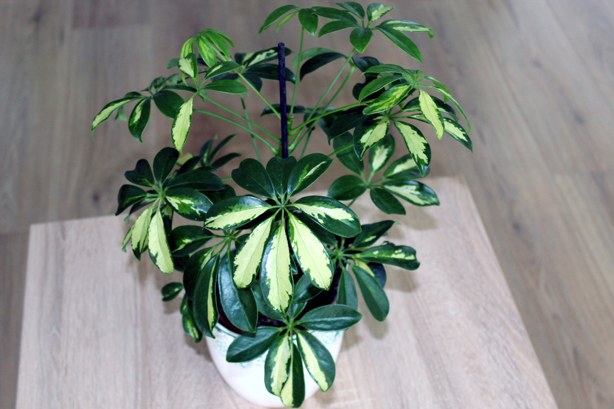 umbrella plant care umbrella plant in pot