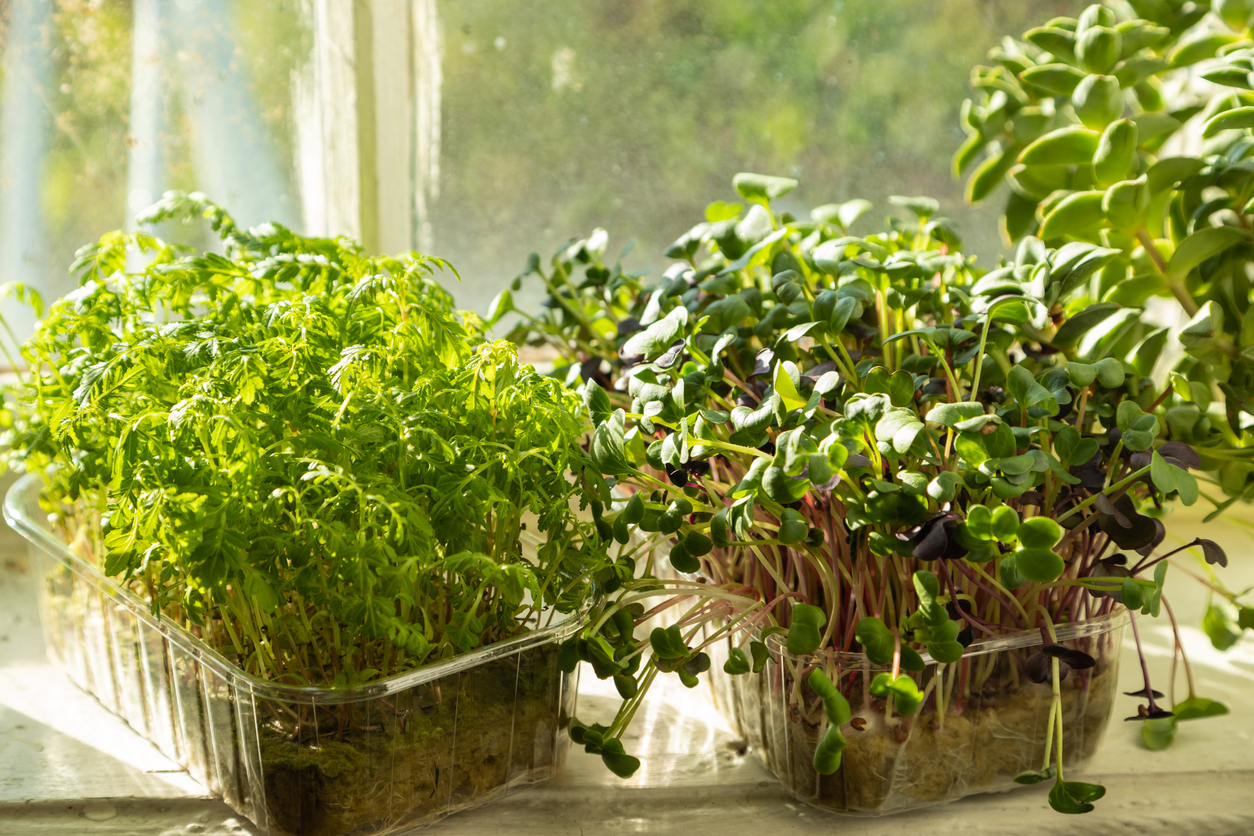iStock-1390865442 how to grow microgreens microgreen plants in the sun