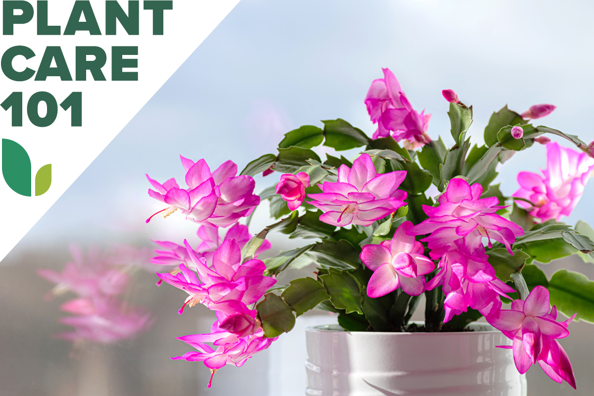 thanksgiving cactus plant care 101 - how to grow thanksgiving cactus indoors