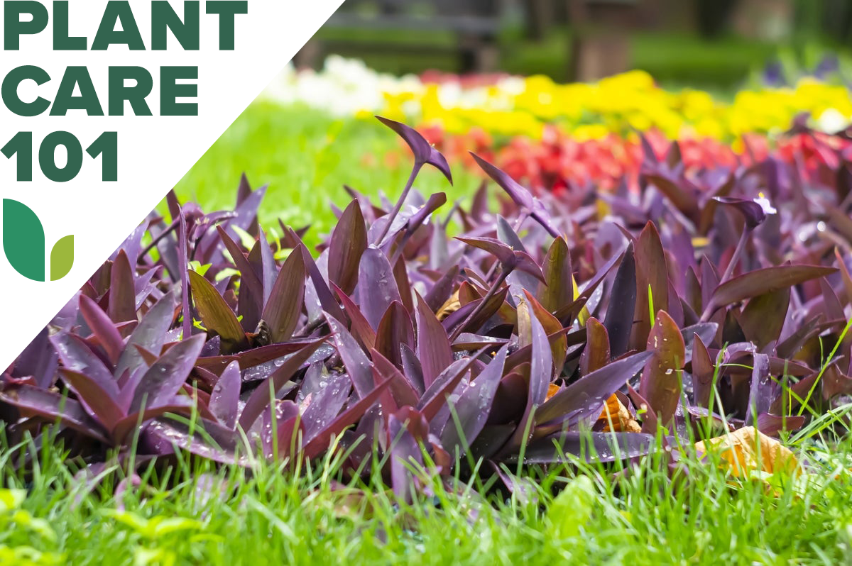 purple heart plant care 101 - how to grow purple heart plants