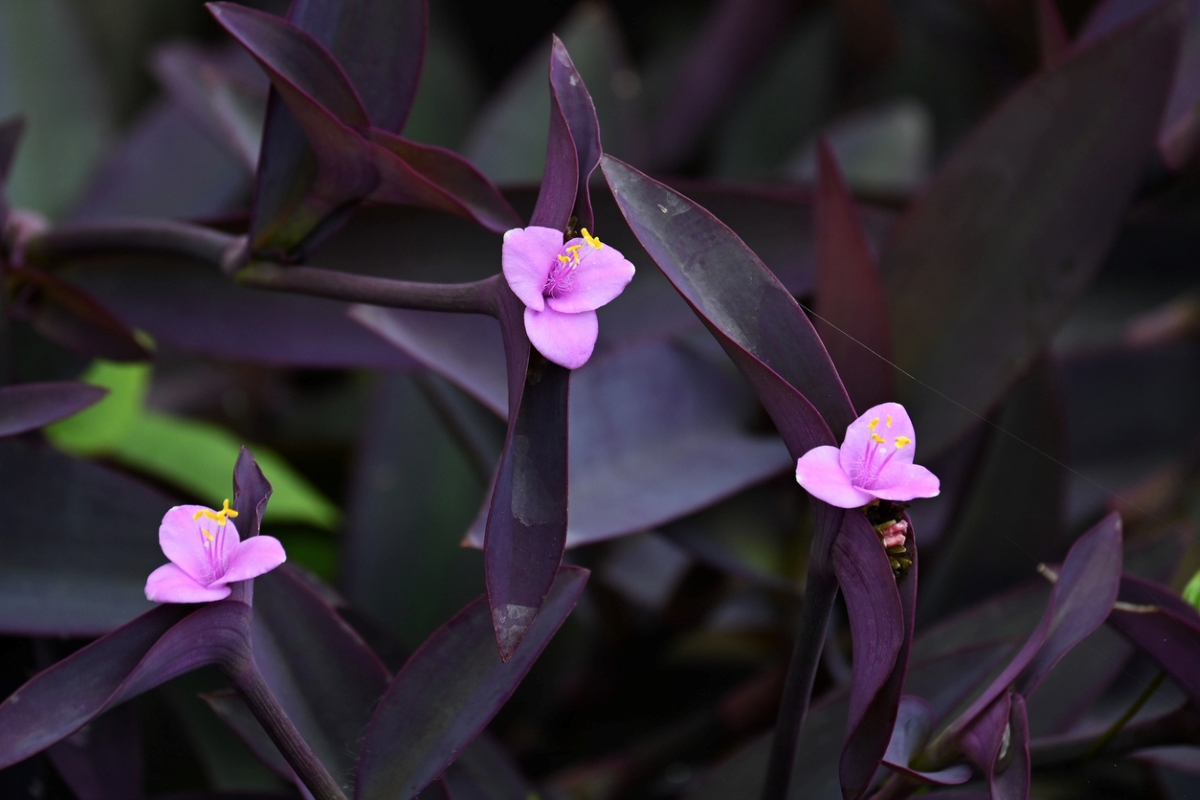 purple heart plant care - purple flower close up