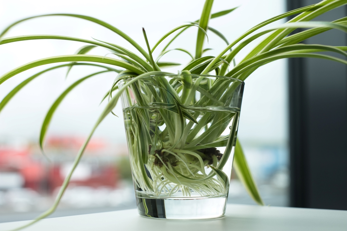 plants that grow in water - spider plant propagation