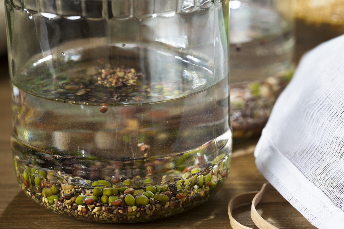 how to grow microgreens soak large seeds first