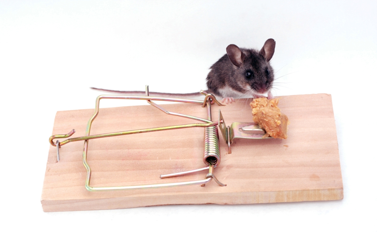 uses for peanut butter - mice trap