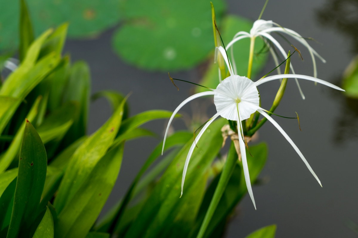 plants that grow in water - spider lily
