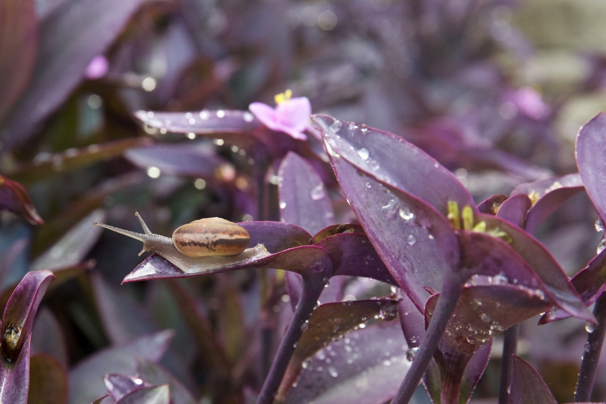 purple heart plant care - snail on leaf