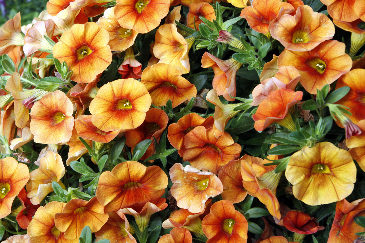 calibrachoa care crave orange flowers