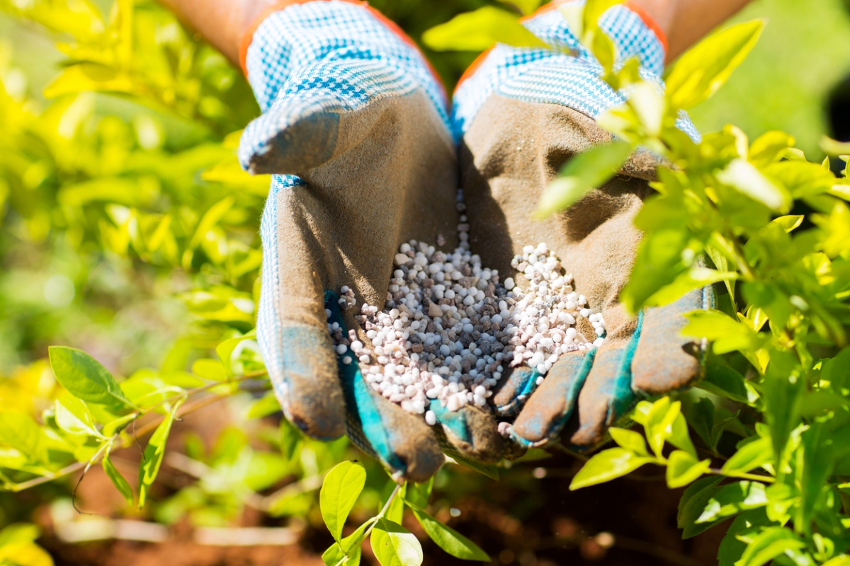 plant food vs. fertilizer - gardener hands with fertilizer