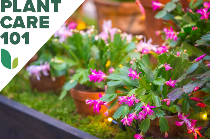 This Guide to Christmas Cactus Care Encourages Festive Blooms Year After Year