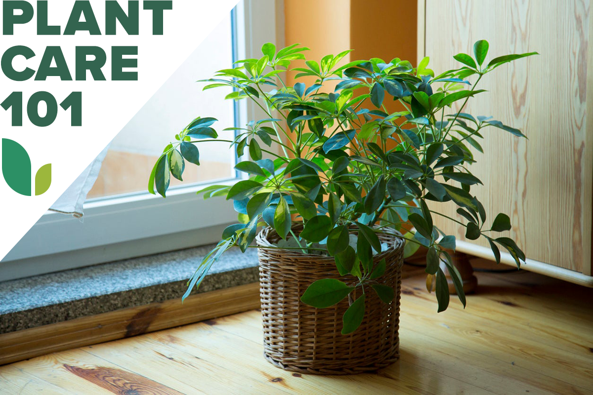Umbrella Plant Care 101: How to Grow an Umbrella Plant Indoors - Bob Vila