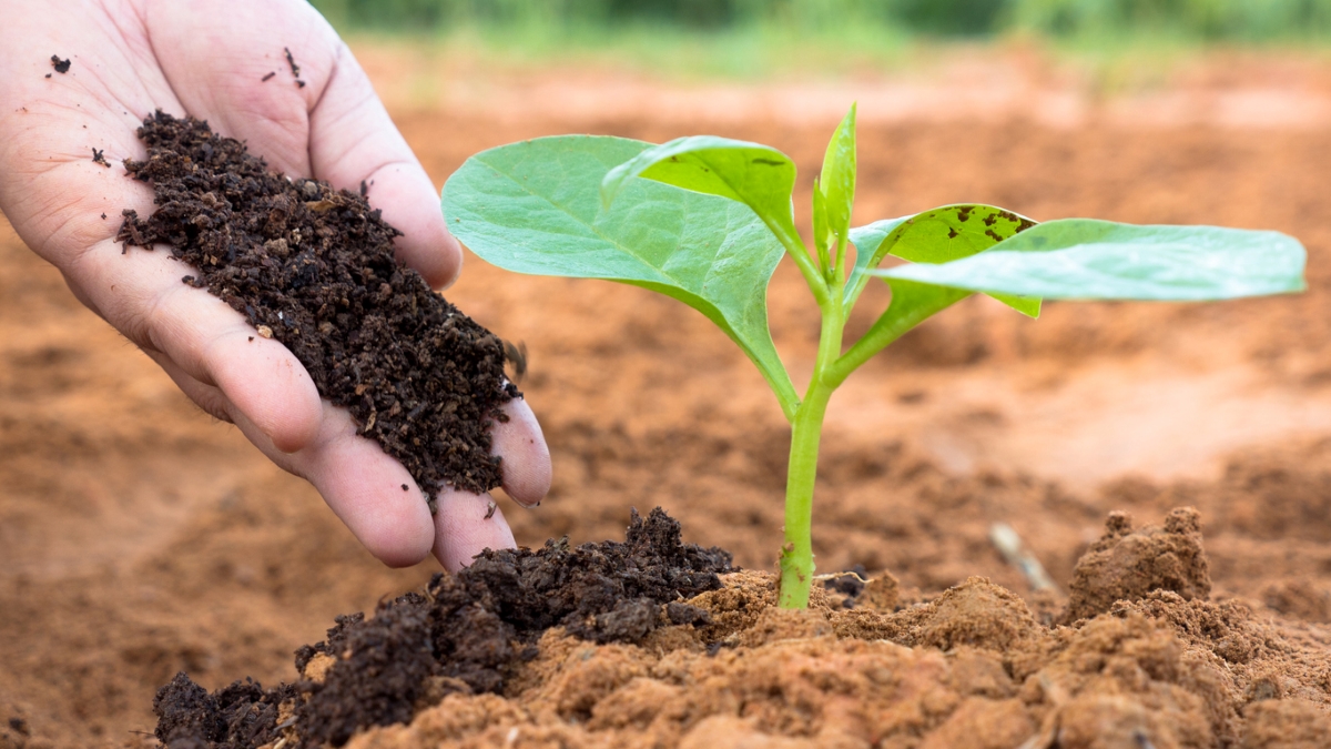 plant food vs. fertilizer - hand adding compost