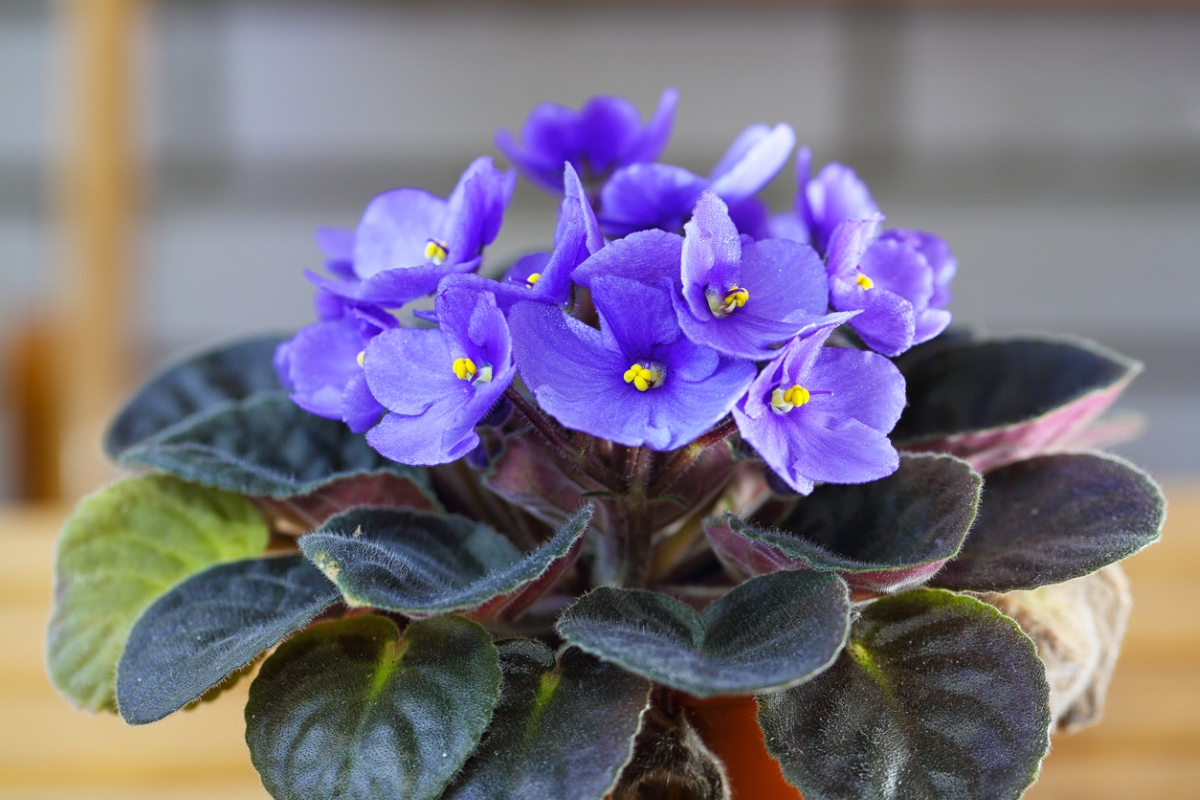 plants that grow in water - african violet