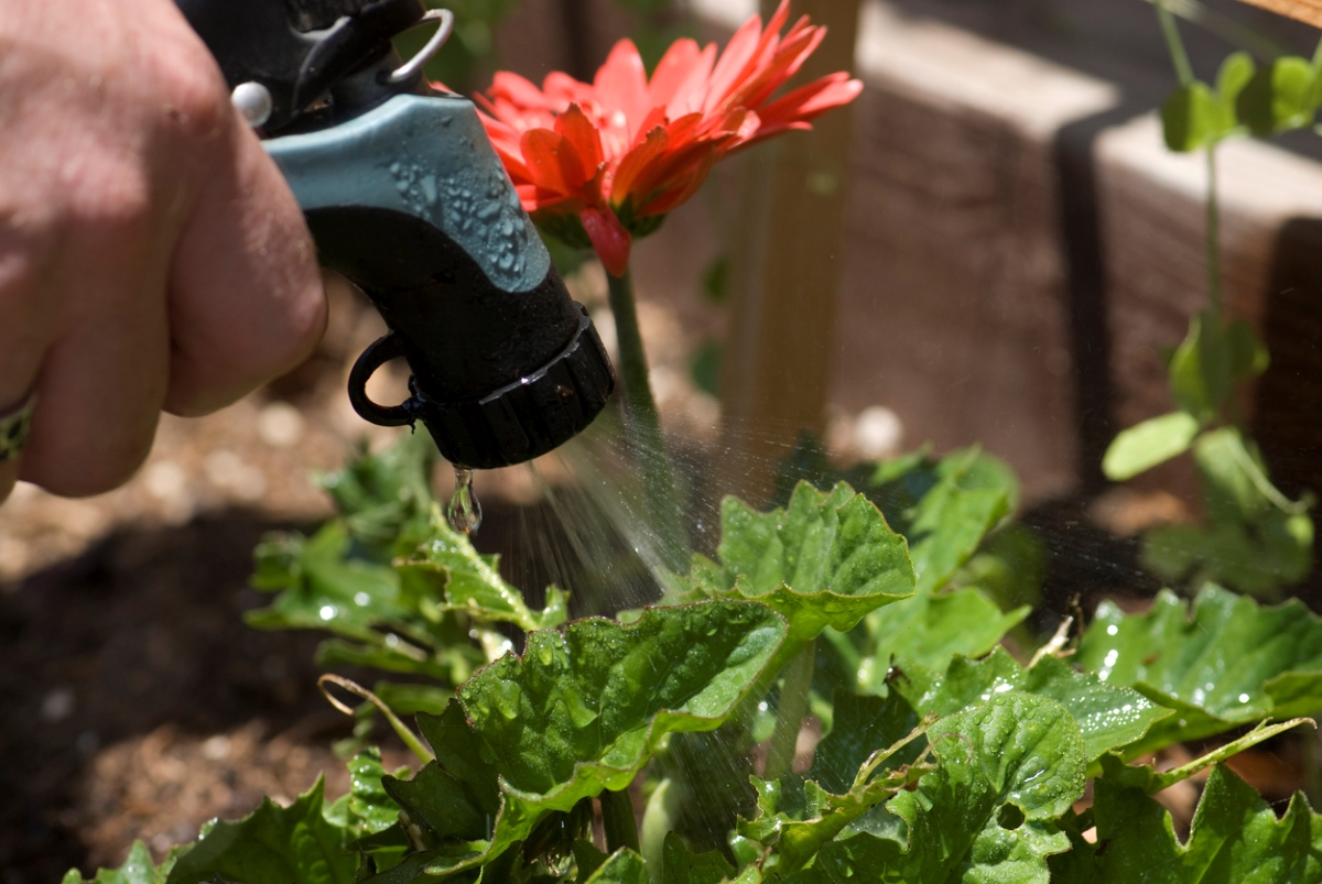 gerbera daisy care - watering flower