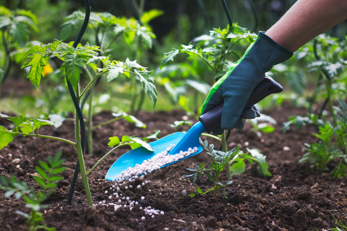 plant food vs. fertilizer - gardener sprinkling fertilizer