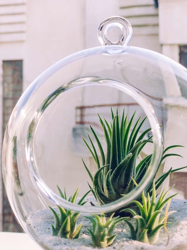Plants You Can Grow Successfully in the Shower: Air Plants (Tillandsia spp.)