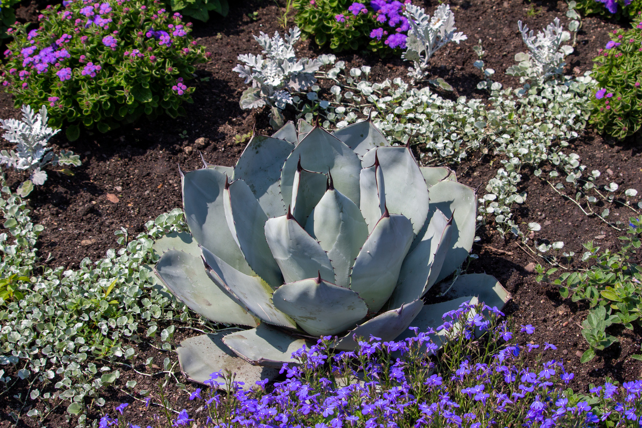 Artichoke agave plant in a flower bed