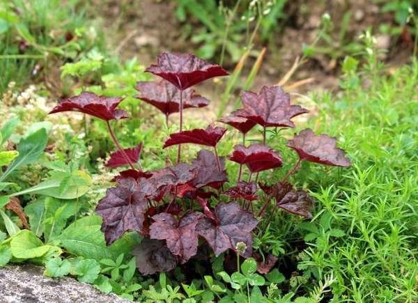 Plants To Use As Lawn And Garden Borders: Coral Bells