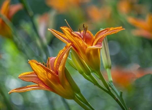 Plants To Use As Lawn And Garden Borders: Daylily