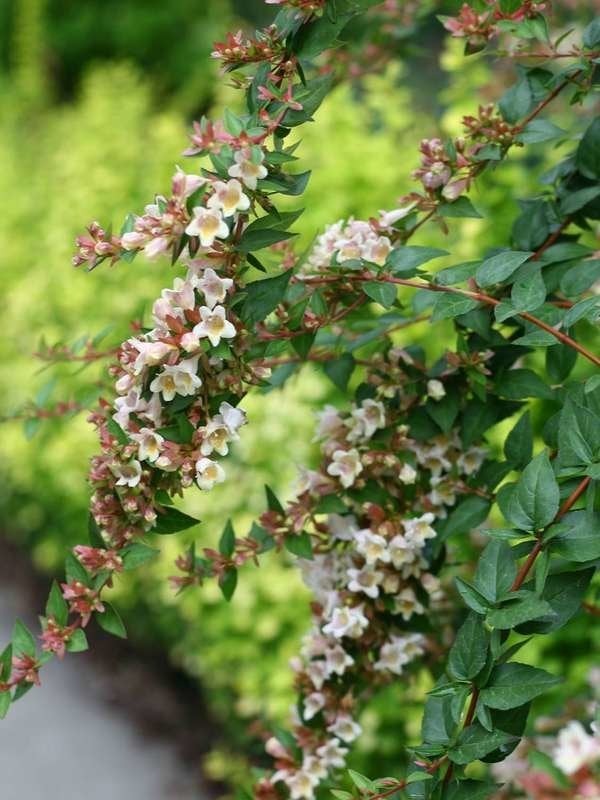 Plants To Use As Lawn And Garden Borders: Dwarf Abelia