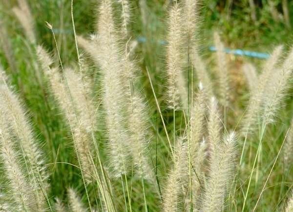 Plants To Use As Lawn And Garden Borders: Dwarf Fountain Grass