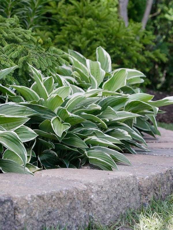 Plants To Use As Lawn And Garden Borders: Hosta