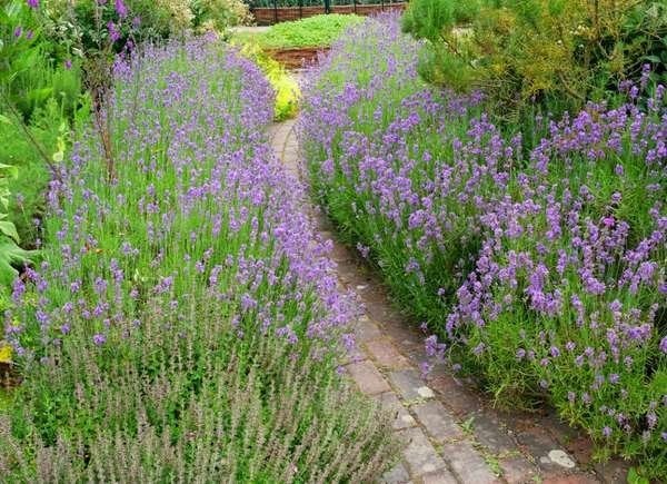 Plants To Use As Lawn And Garden Borders: Lavender