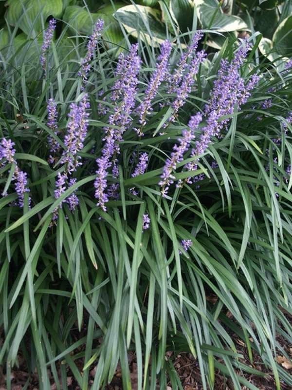 Plants To Use As Lawn And Garden Borders: Monkey Grass (Liriope muscari)