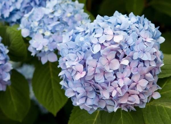 Plants To Use As Lawn And Garden Borders: Mop Head Hydrangea