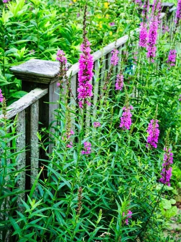 Plants To Use As Lawn And Garden Borders: Veronica Speedwell