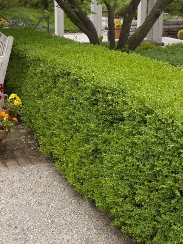 Plants To Use As Lawn And Garden Borders: Winter Gem Boxwood
