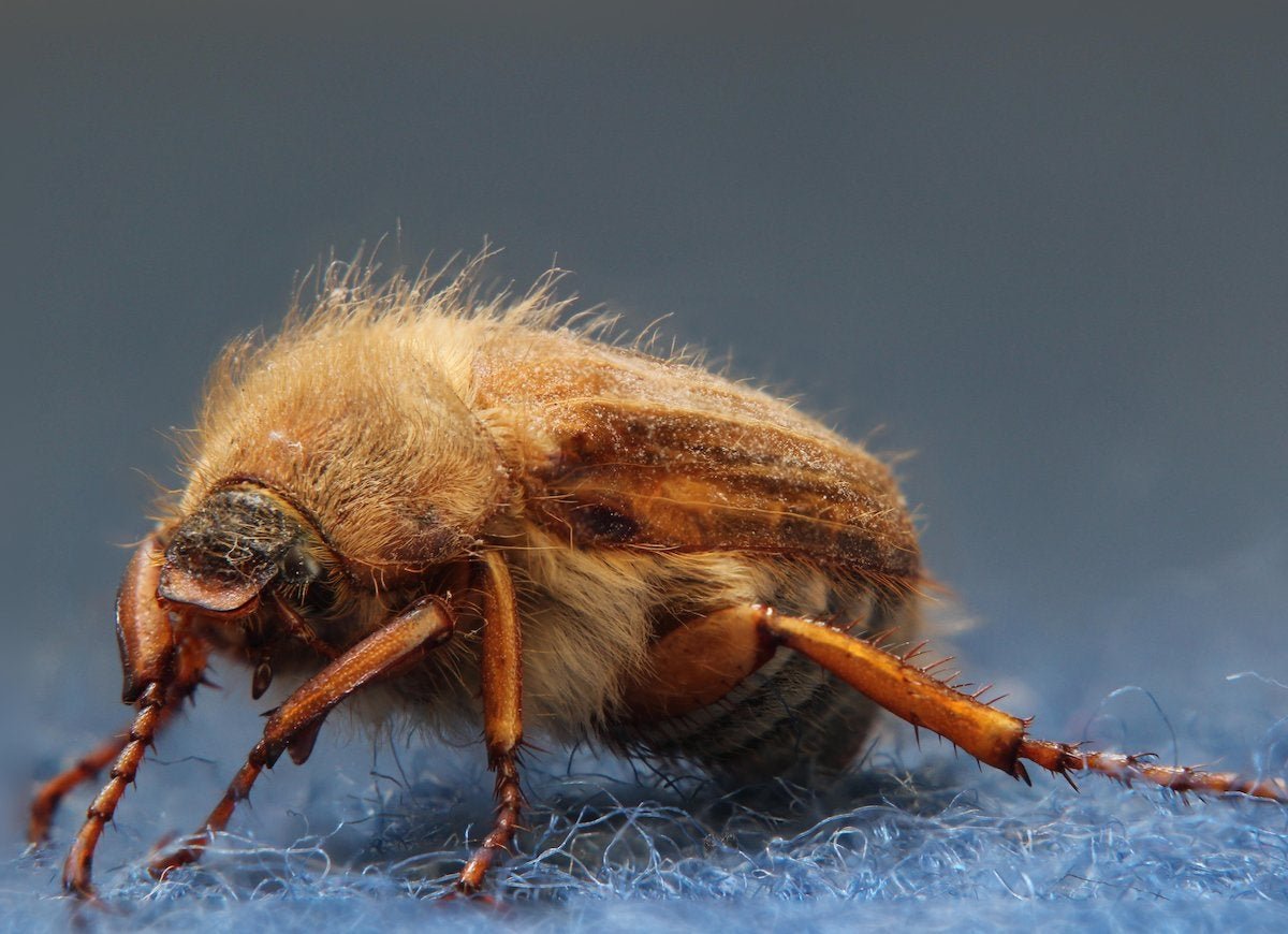 10 Tiny Bugs in Your House and How to Get Rid of Them