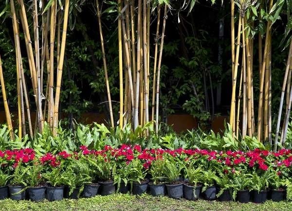 The Most Affordable Ways to Fence in a Yard: Bamboo