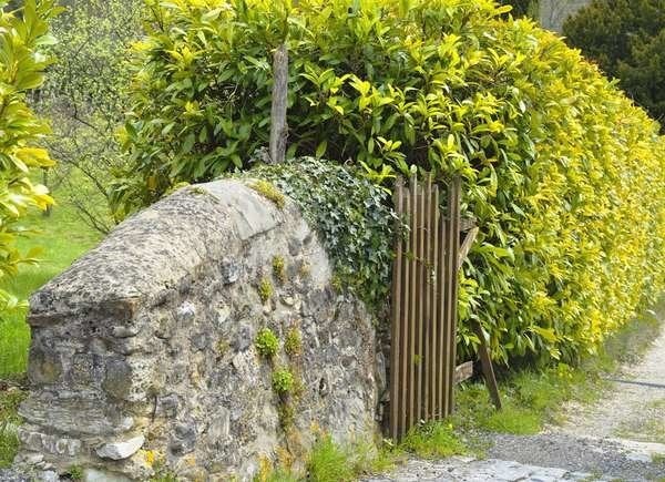 The Most Affordable Ways to Fence in a Yard: Spotted Laurel