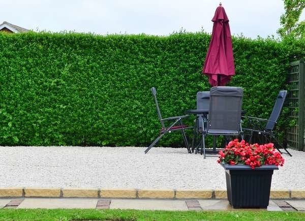 The Most Affordable Ways to Fence in a Yard: Privet
