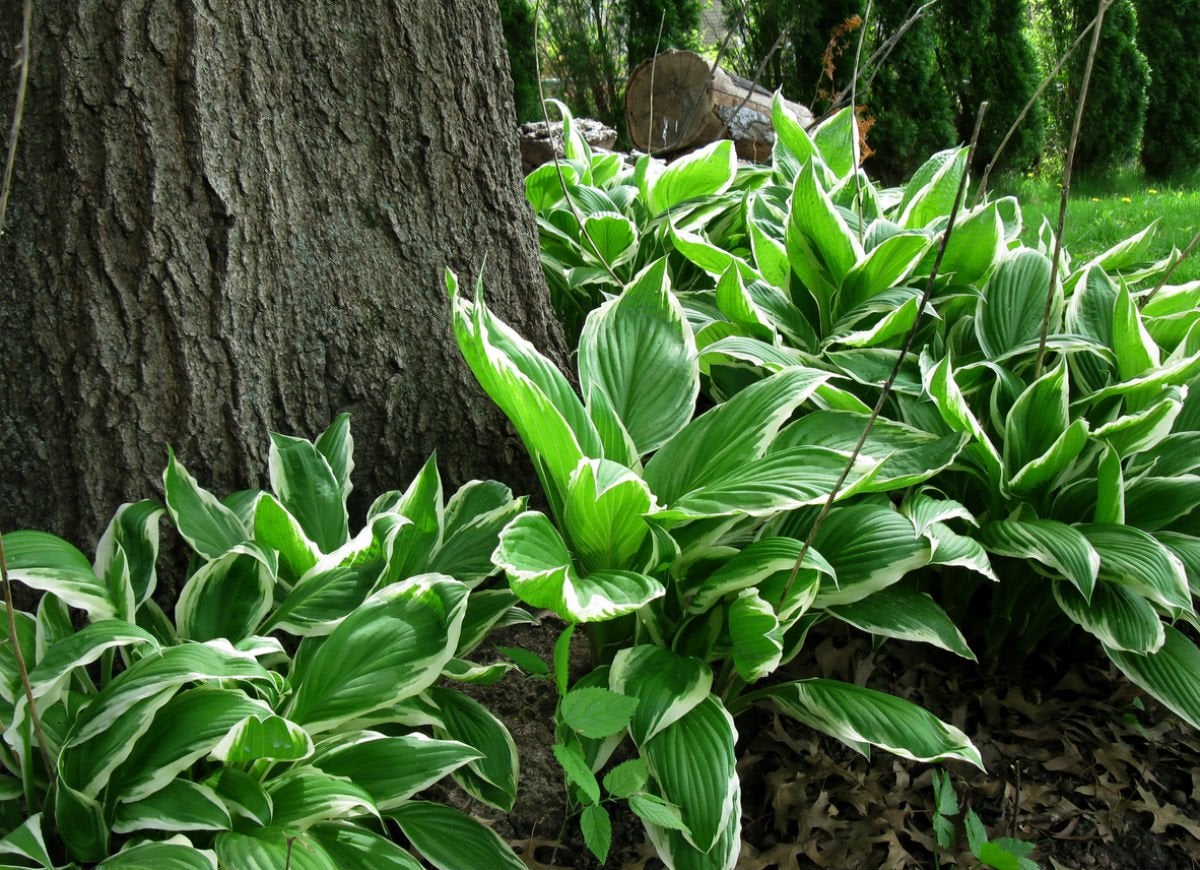 Shade Plant Under Tree - Hosta
