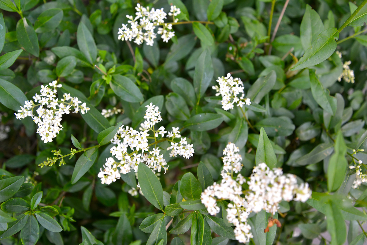 Tiny white flowers bloom from the dark leaves of a Privet (Ligustrum vulgare) bush.